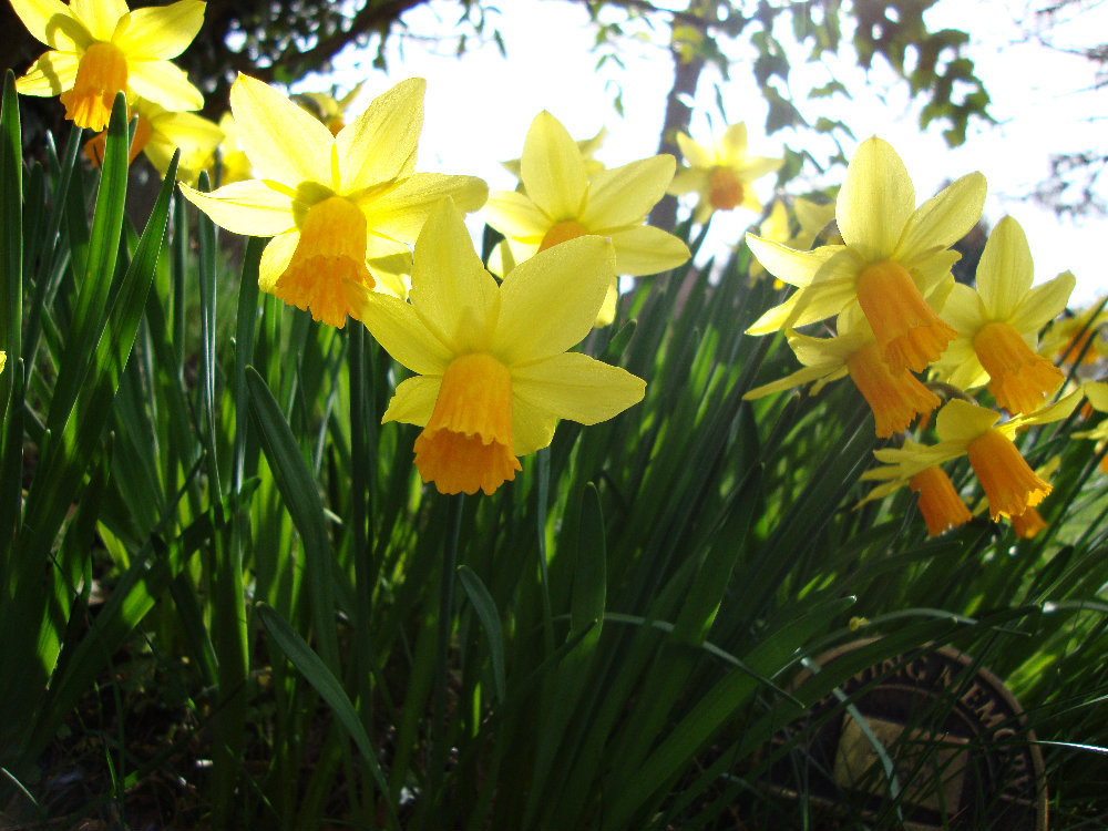 Daffodils