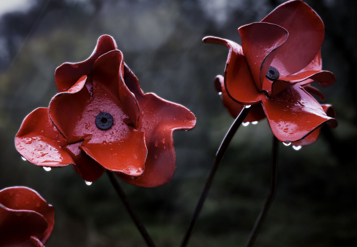 caernarfon-poppies