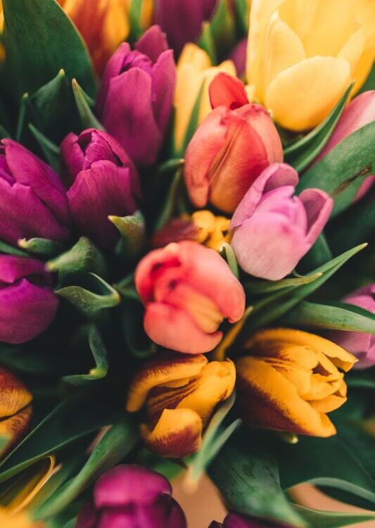 tulips